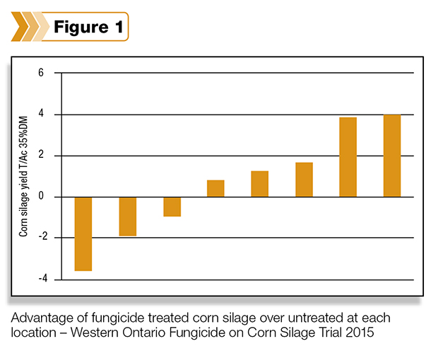 corn silage yield