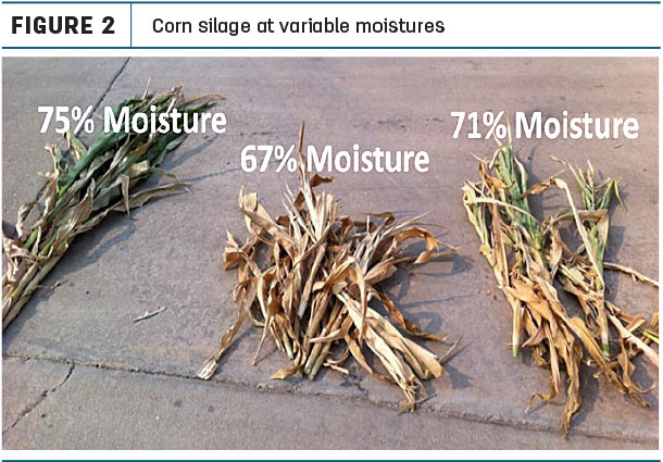 corn silage moisture percentage