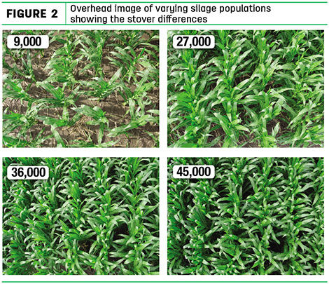 Overhead image of varying silage populations
