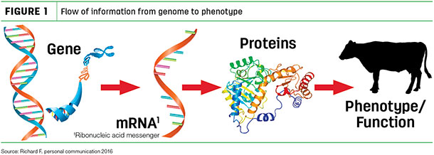 Flow of information from genome to phenotype