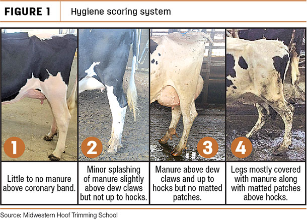 Hygiene scoring system