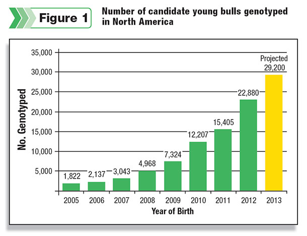 Number of candidate youg bulls genotyped