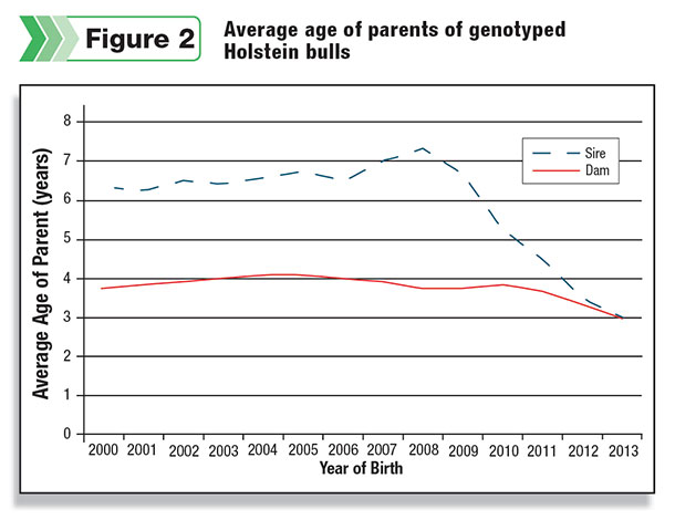 Average age of parents of genotyped Holstein bulls