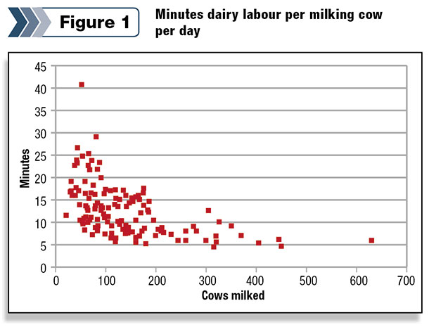 Minutes dairy labour per milking cow per day