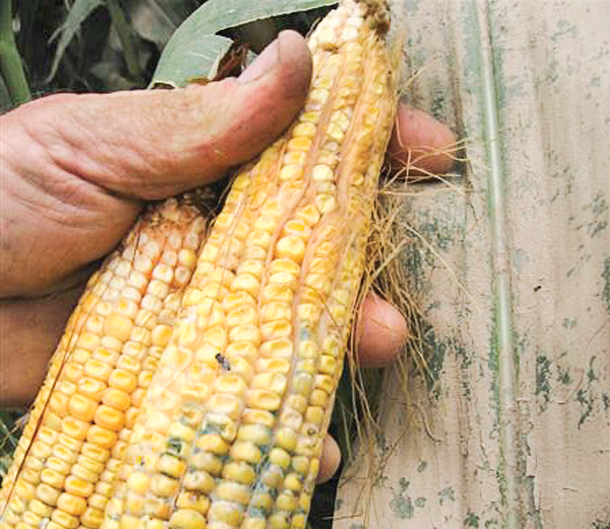 Corn ear contaminated with Aspergillus mold