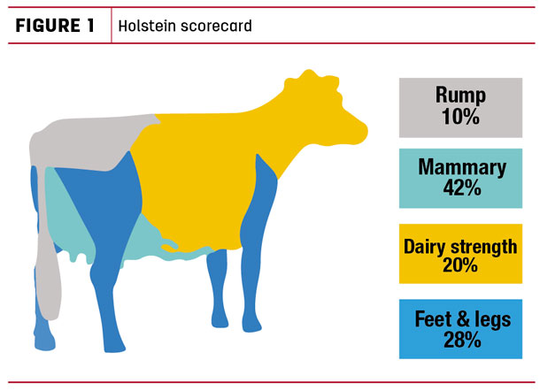 Holstein scorecard