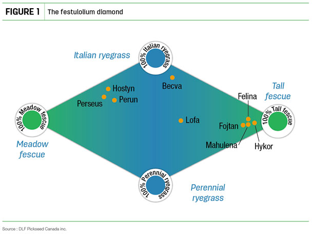 The festulolium diamond