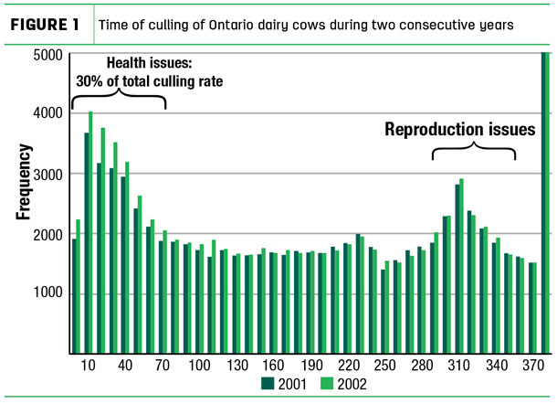 Time of culling of Ontario dairy cows during two consecutive years
