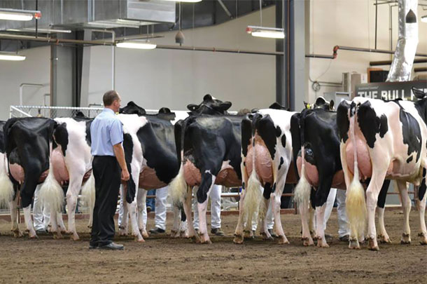 Carl Phoenix placing a class at the 2016 Wisconsin Championship Show