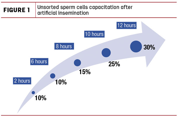 Unsorted sperm cells capacitation after artificial insemination