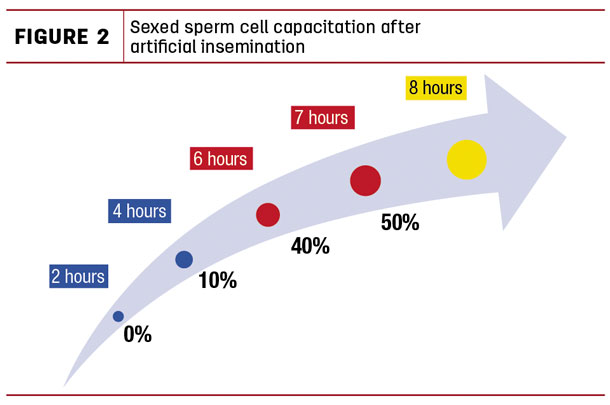 Sexed sperm cell capacitation after artificial insemination