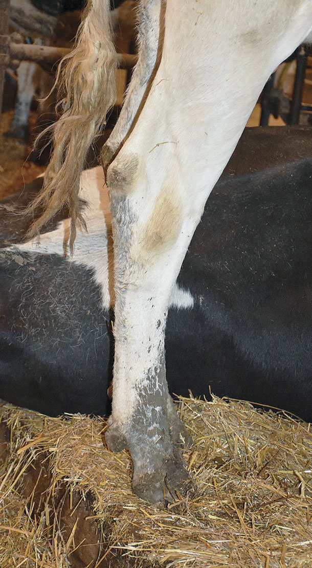 A close up of the hock and rear leg of the heifers 
