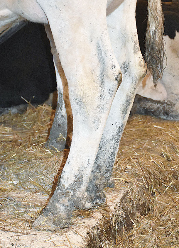  Highlights the stronger, wider bone on the one sired by Elevation