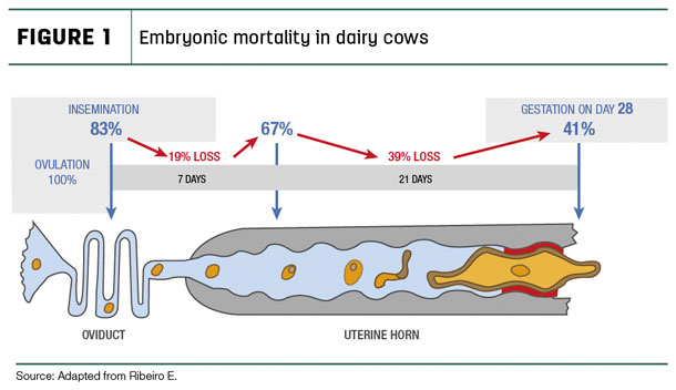 Embryonic mortality in dairy cows