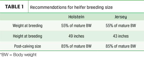Recommendations for heifer breeding size