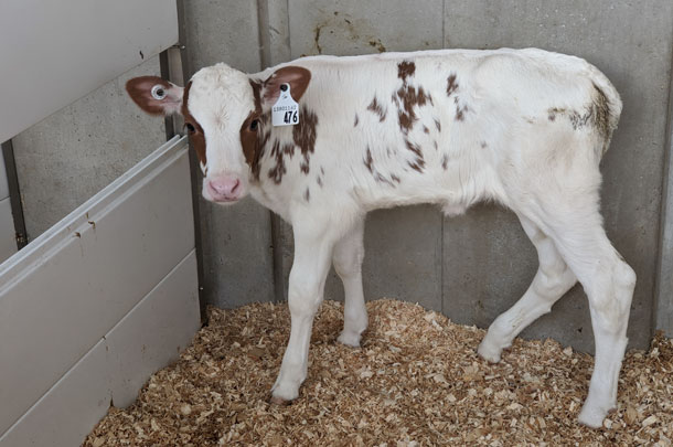 Birkstead Holsteins' calf