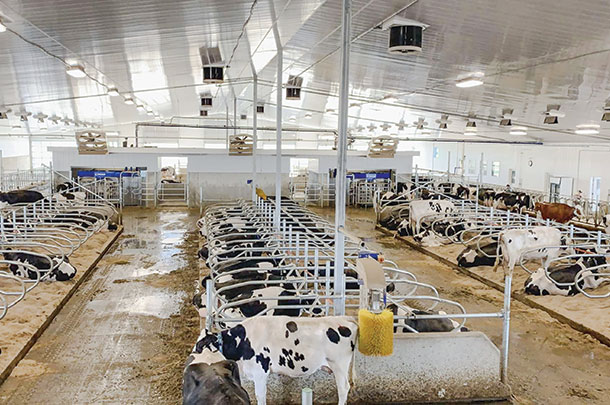 Robella Holsteins in their new barn 