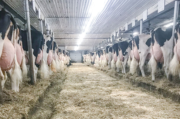 Robella Holsteins milked 66 cows in a tiestall facility