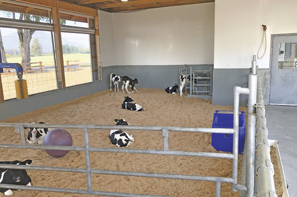 Automated feeding in the new calf housing
