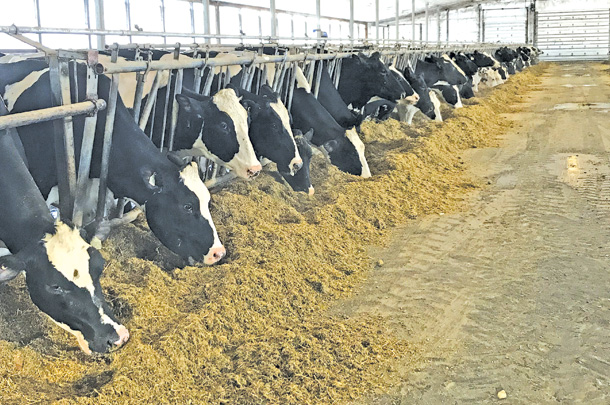 Dry hay as an alternative forage source