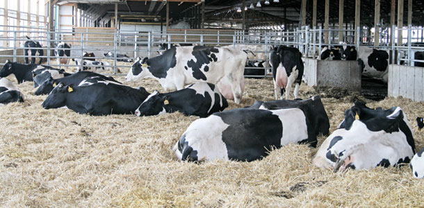 cows resting