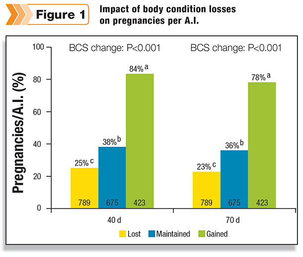 Body condition effect on pregnancies