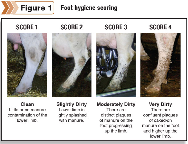 Figure 1: Foot hygiene scoring