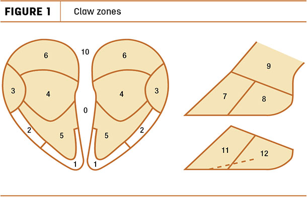 Claw zones