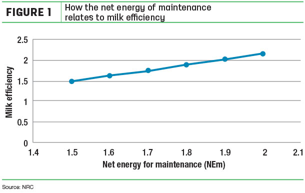 How the net energy of maintenance relates to milk efficiency