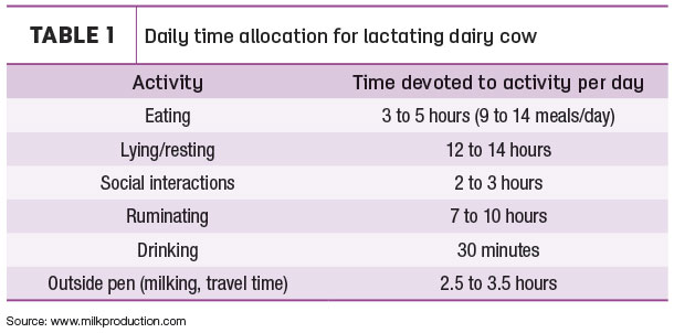 Daily time allocation for lactating dairy cow
