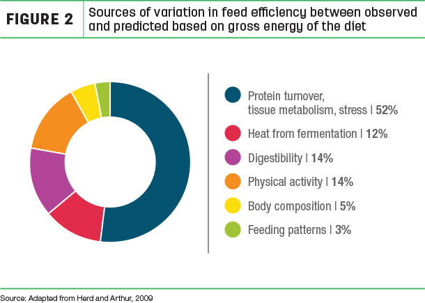 Sources of variation in feed efficiency between observed and predicted based on gross energy of the diet