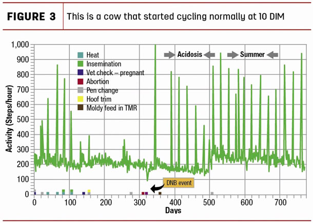 This is a cow that started cycling normally at 10 DM
